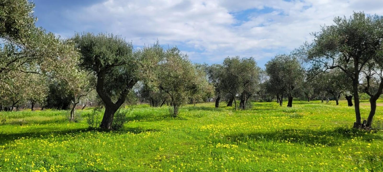 Villa Costanza Bari Esterno foto
