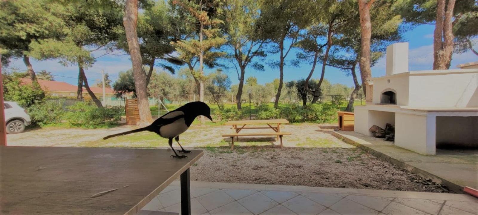 Villa Costanza Bari Esterno foto