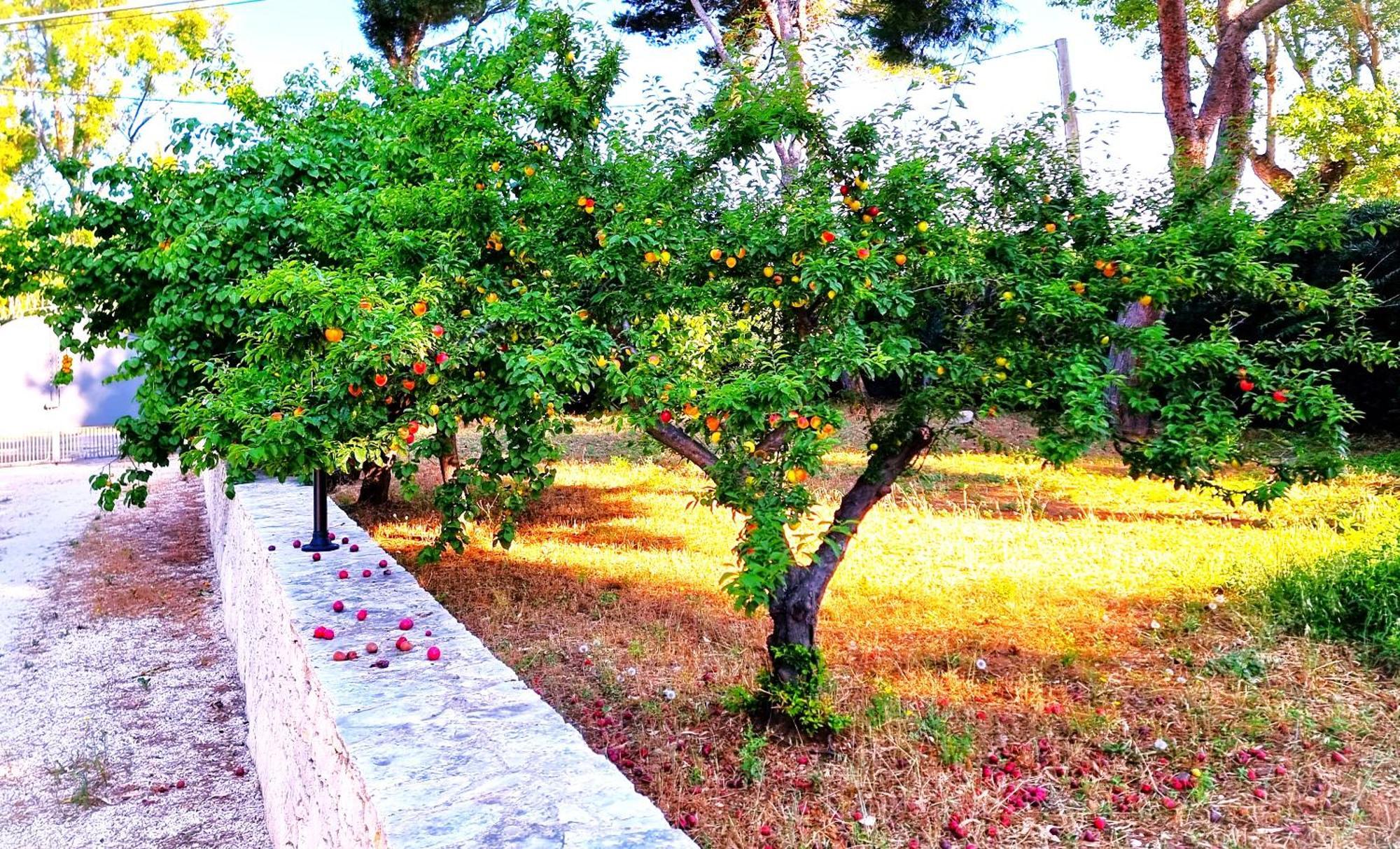 Villa Costanza Bari Esterno foto