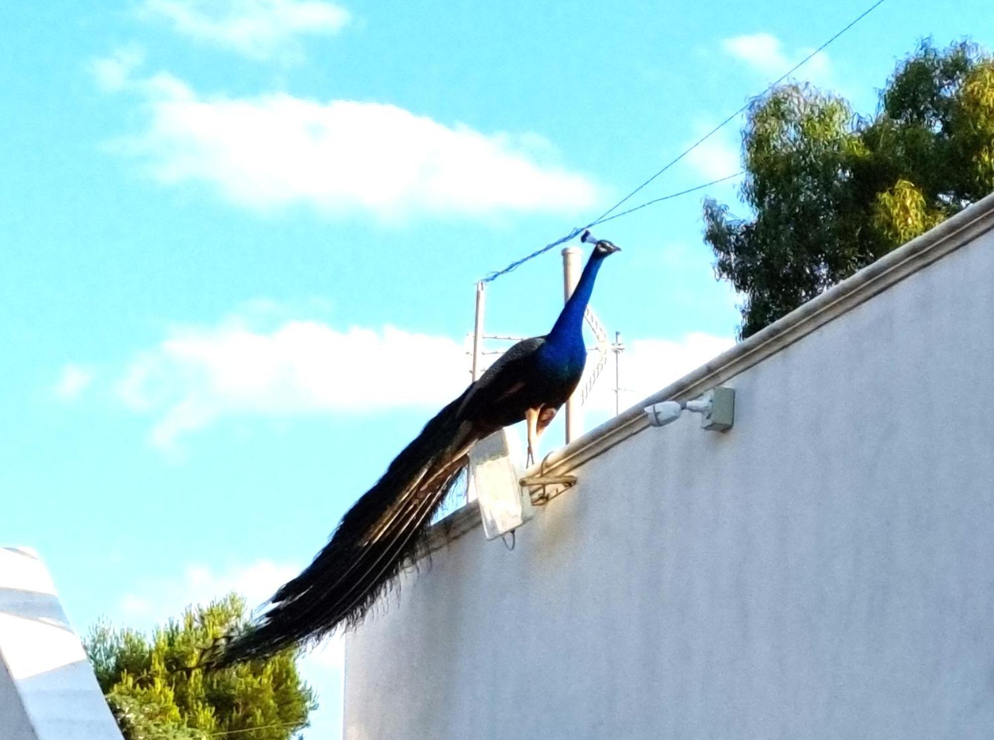 Villa Costanza Bari Esterno foto